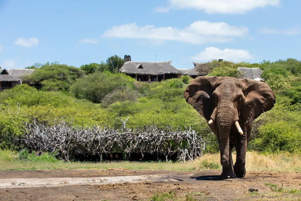 Elephant at ol Donyo Lodge waterhole with lodge buildings behind; hide not visibly depicted