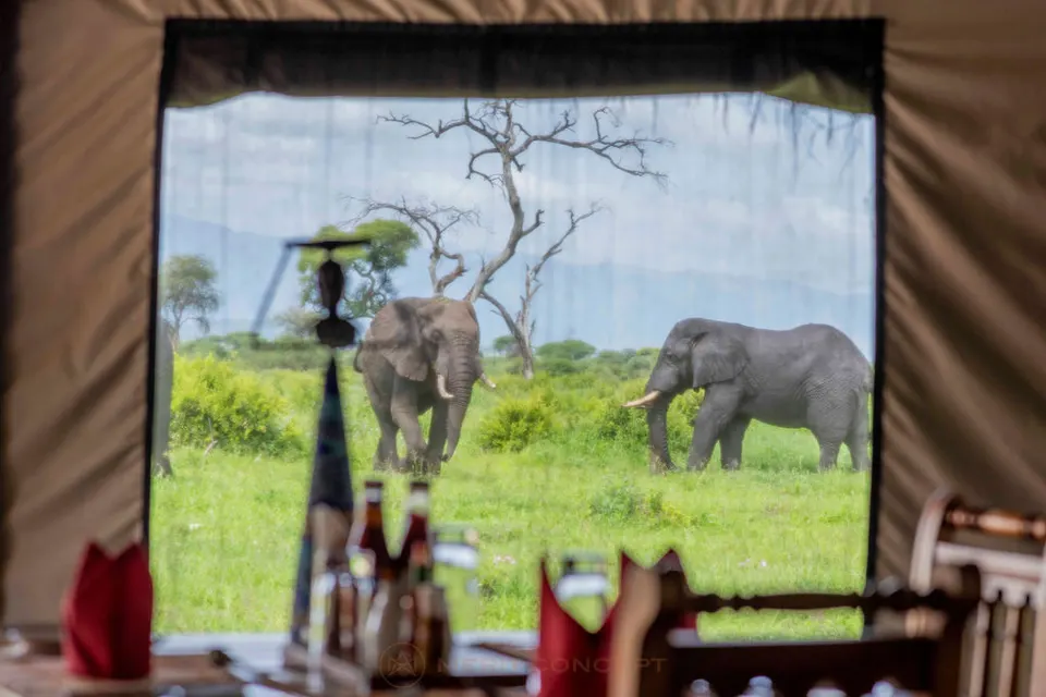 Tarangire Simba dining outlook with wildlife outside