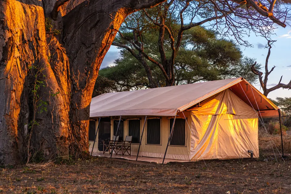 Guest tent beneath baobab trees