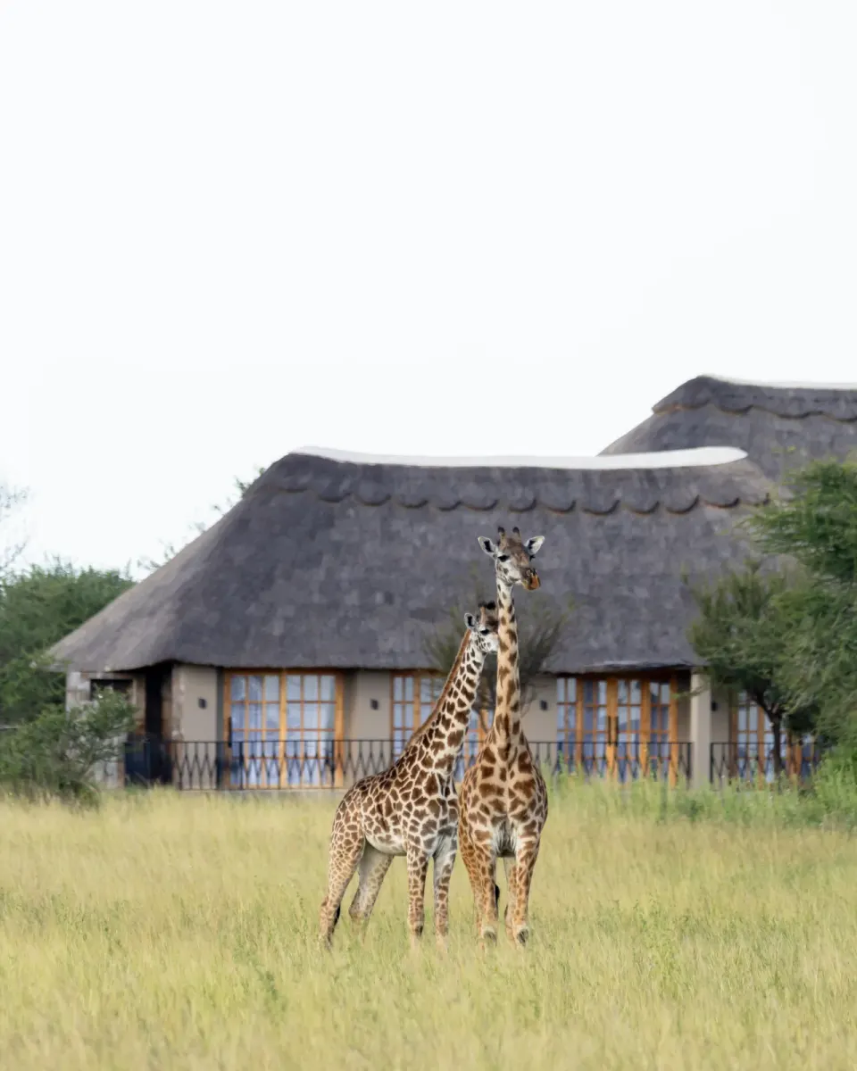 Olkarien accommodation exterior with giraffes in foreground