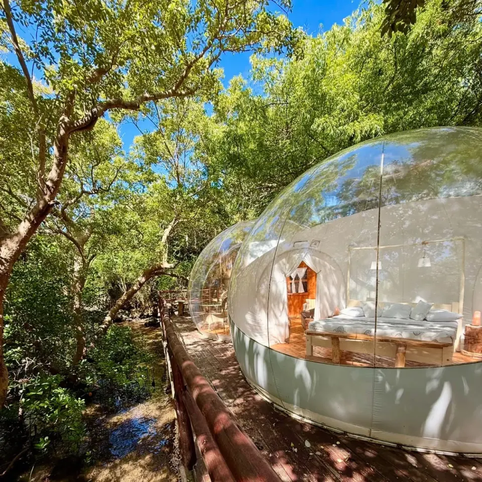 Baobab Bubble Lodge among trees, daylight operator photograph