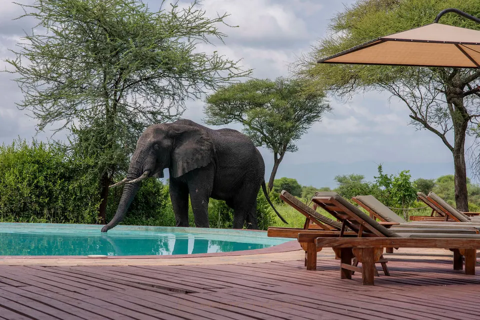 Tarangire Simba pool and nearby waterhole