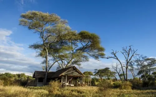 Kuro camp structure beneath an acacia tree