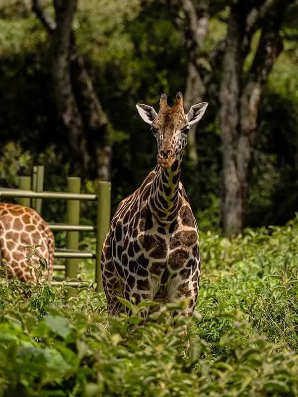 Giraffe Manor photograph