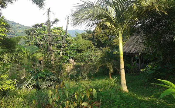 Forest-garden setting and path at Cuckooland