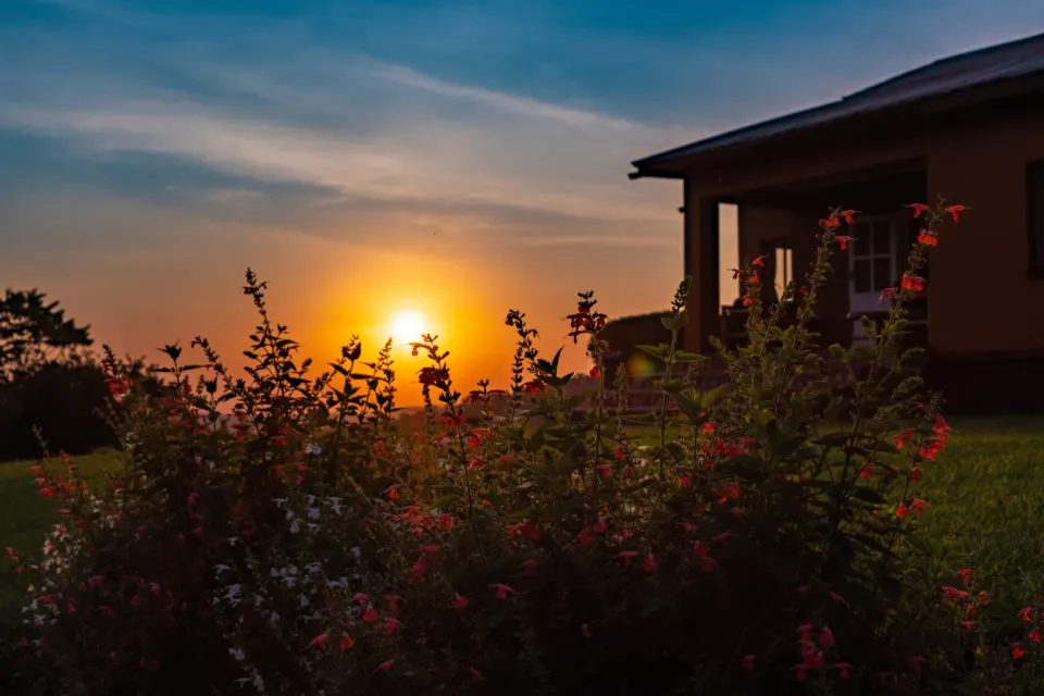 Garden and building at sunset