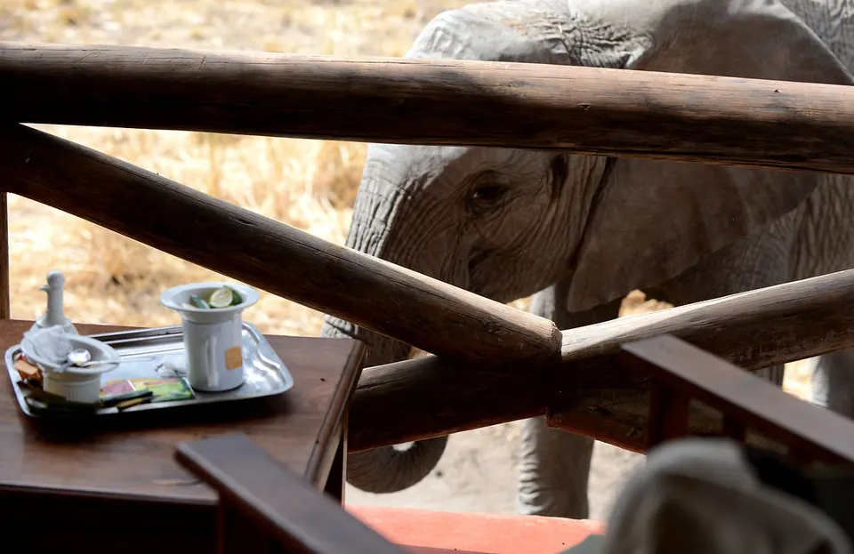 Breakfast on a veranda with elephant nearby