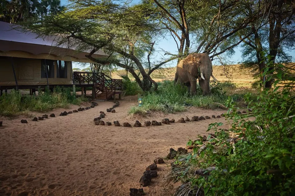 Tents beneath riverside trees; wildlife pictured is not guaranteed