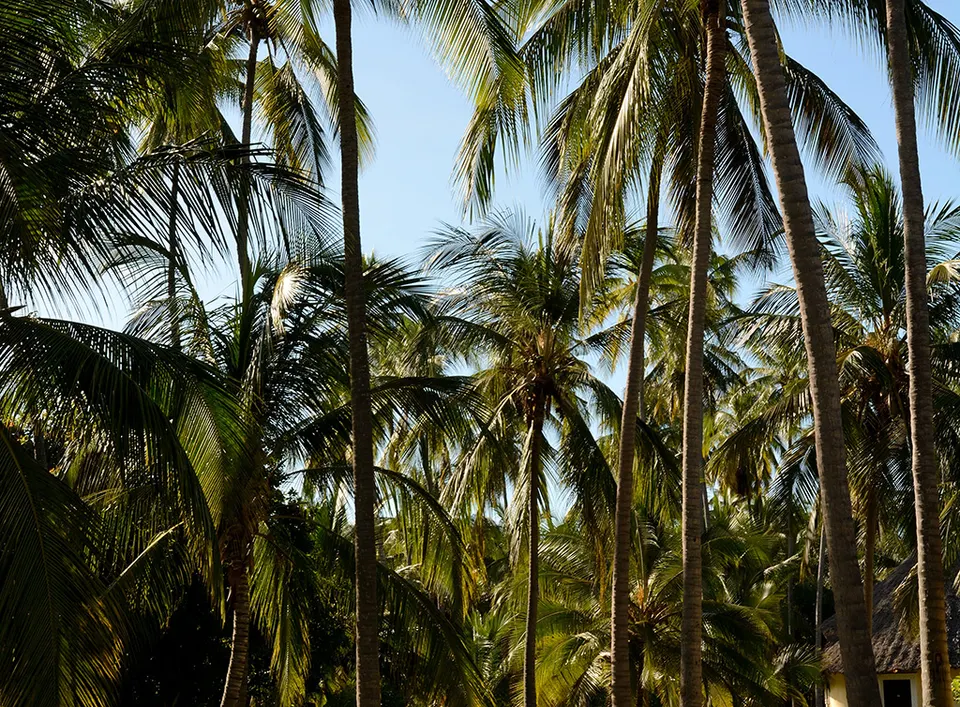 Palm gardens and thatched accommodation at Ocean Paradise