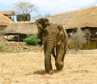 Elephant beside Apoka lodge buildings; sighting not guaranteed; public inline preview